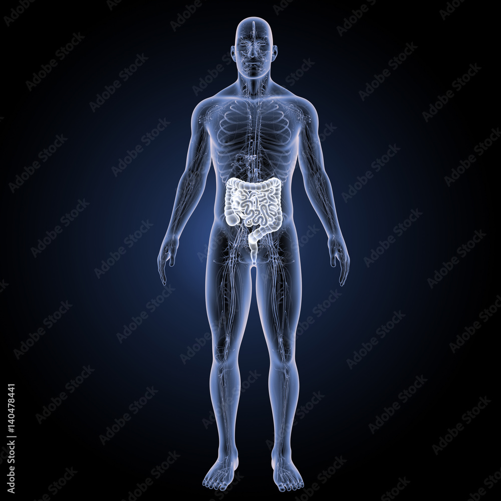 Intestine with circulatory system anterior view Intestine with circulatory system anterior view