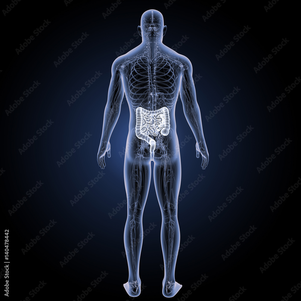 Intestine with circulatory system posterior view Intestine with circulatory system posterior view