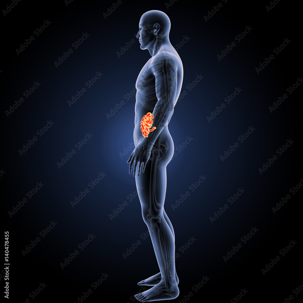 Small intestine with skeleton lateral view. Small intestine with skeleton lateral view.