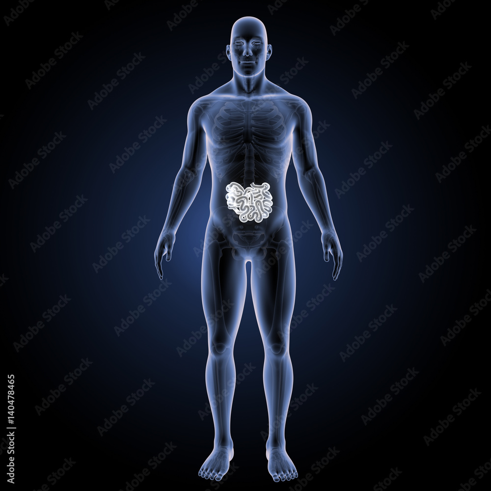Small intestine with skeleton anterior view Small intestine with skeleton anterior view