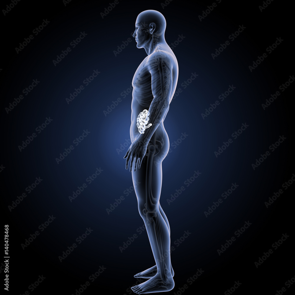 Obraz premium Small intestine with skeleton lateral view