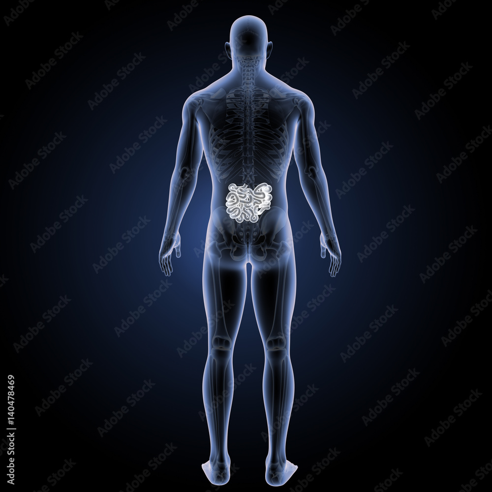 Small intestine with skeleton posterior view Small intestine with skeleton posterior view
