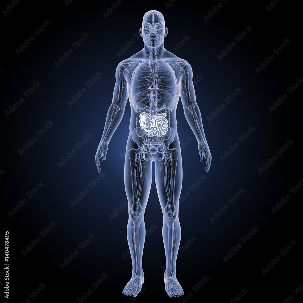 Small intestine with anatomy anterior view Small intestine with anatomy anterior view