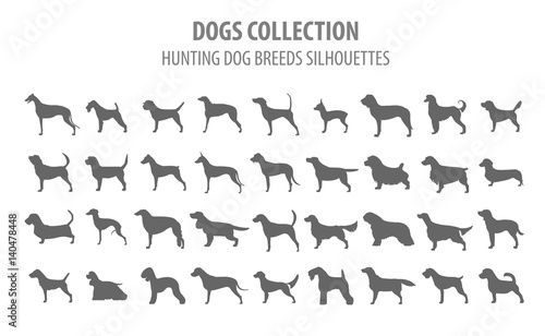 Hunting dog breeds collection isolated on white. Flat style