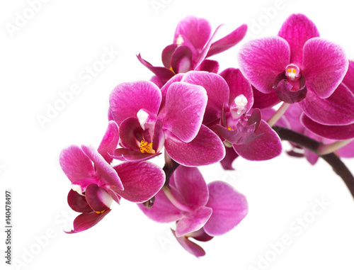 Fototapeta Naklejka Na Ścianę i Meble -  Orchid close-up