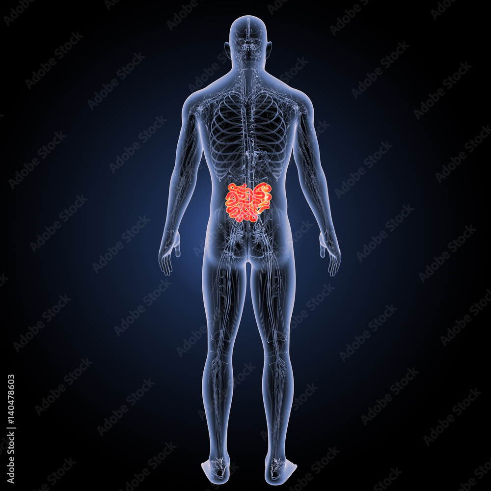Small intestine with circulatory system posterior view Small intestine with circulatory system posterior view
