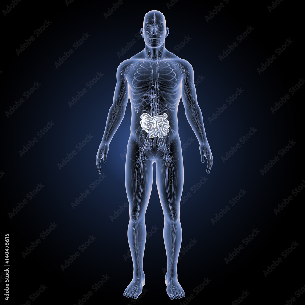 Small intestine with circulatory system anterior view Small intestine with circulatory system anterior view