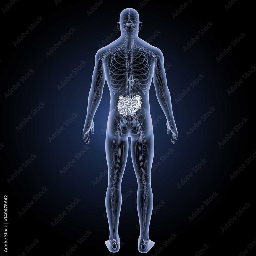 Small intestine with circulatory system posterior view Small intestine with circulatory system posterior view