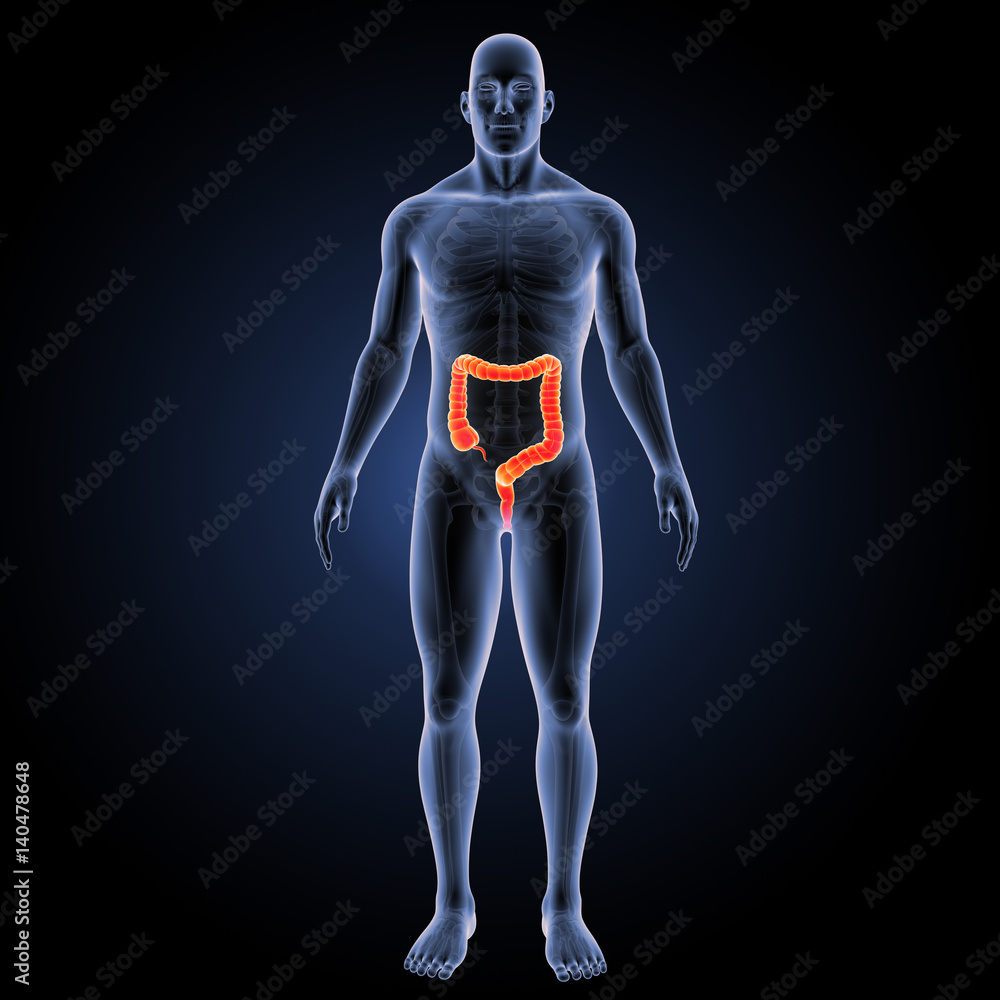 Large intestine with skeleton anterior view Large intestine with skeleton anterior view