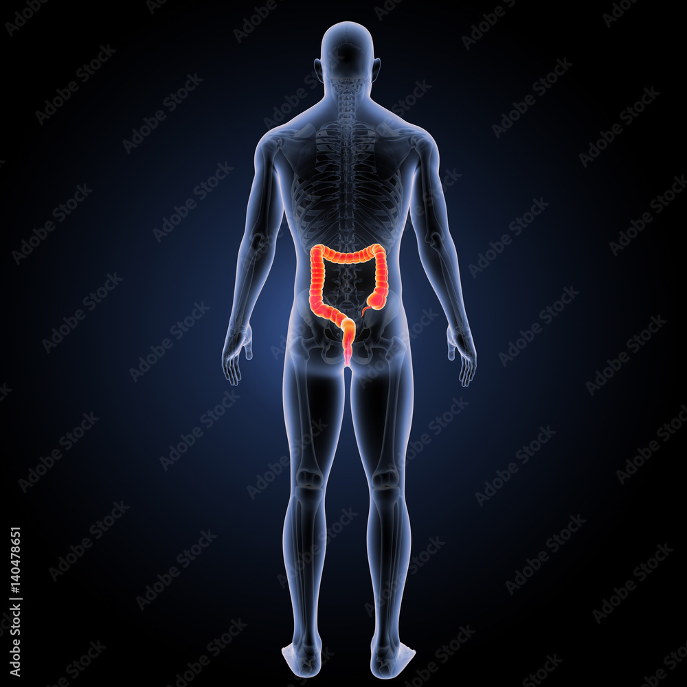 Large intestine with skeleton posterior view Large intestine with skeleton posterior view