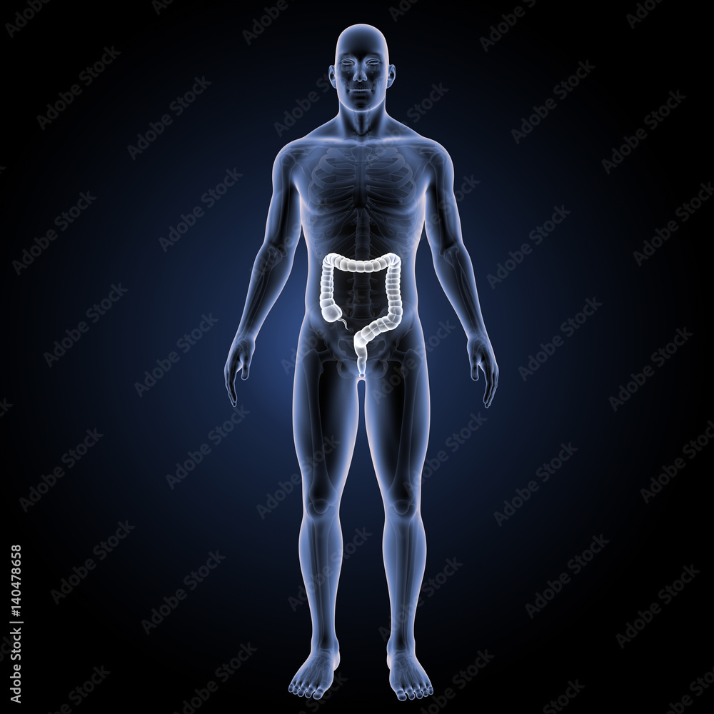 Large intestine with skeleton anterior view Large intestine with skeleton anterior view