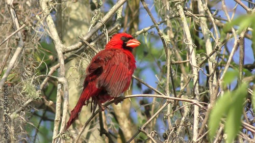 Male Northern Cardinal bird grooming its feathers