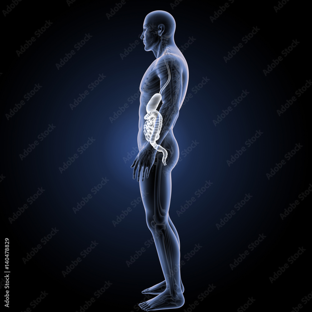 Stomach and intestine with skeleton lateral view Stomach and intestine with skeleton lateral view