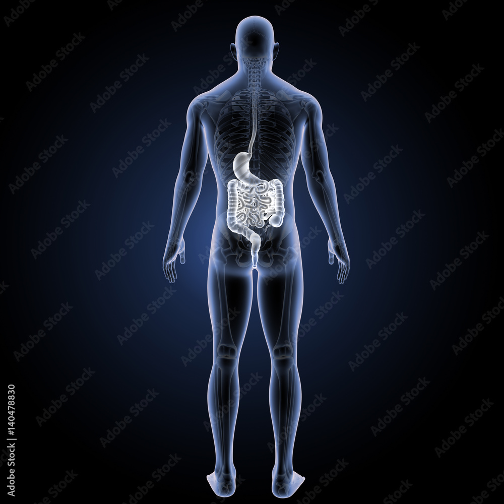 Stomach and intestine with skeleton posterior view Stomach and intestine with skeleton posterior view