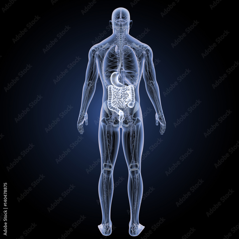Stomach and intestine with anatomy posterior view Stomach and intestine with anatomy posterior view