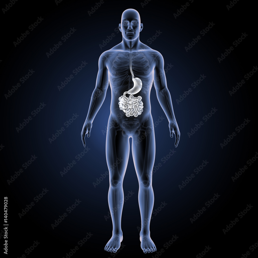 Stomach with small intestine anterior view Stomach with small intestine anterior view