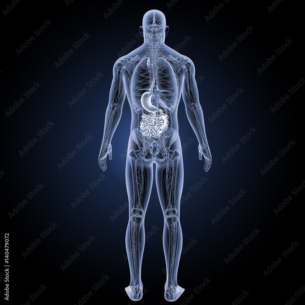 Stomach with small intestine with anatomy posterior view Stomach with small intestine with anatomy posterior view