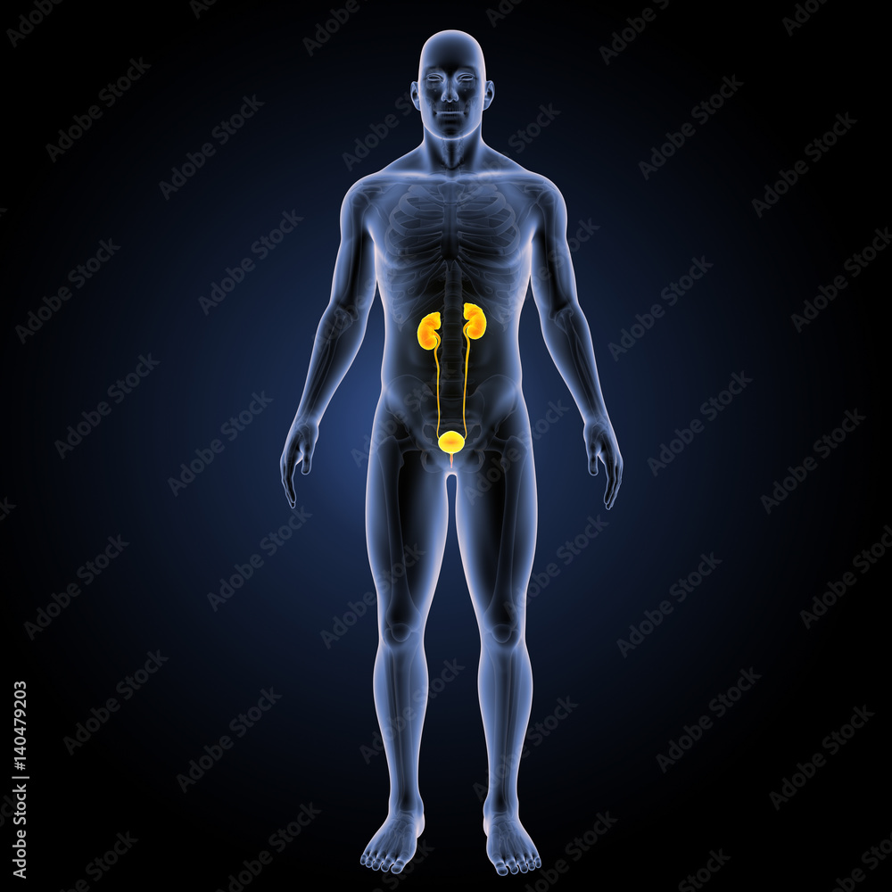 Urinary system with skeleton anterior view Urinary system with skeleton anterior view