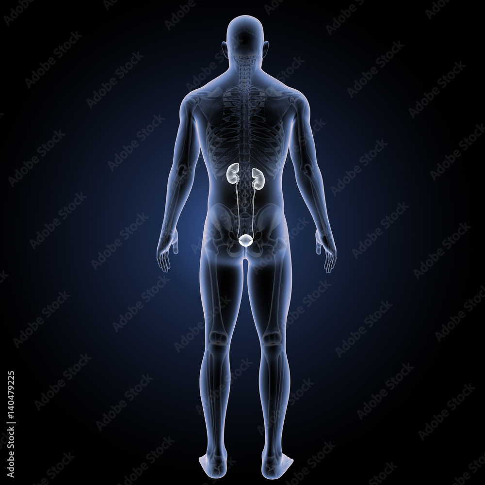 Urinary system with skeleton posterior view Urinary system with skeleton posterior view