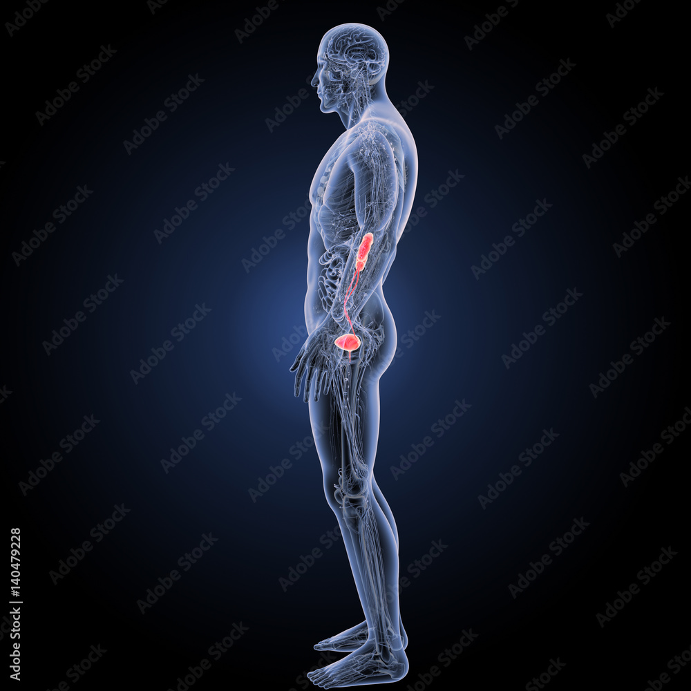 Urinary system with anatomy lateral view Urinary system with anatomy lateral view