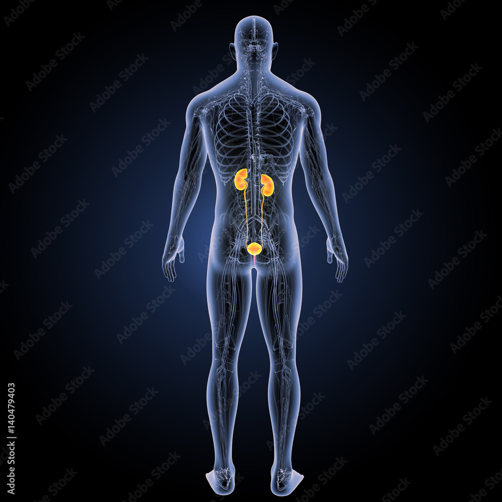 Urinary system with circulatory system posterior view Urinary system with circulatory system posterior view