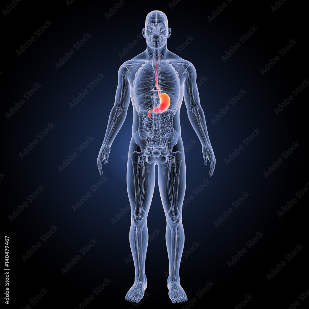 Stomach with anatomy anterior view Stomach with anatomy anterior view