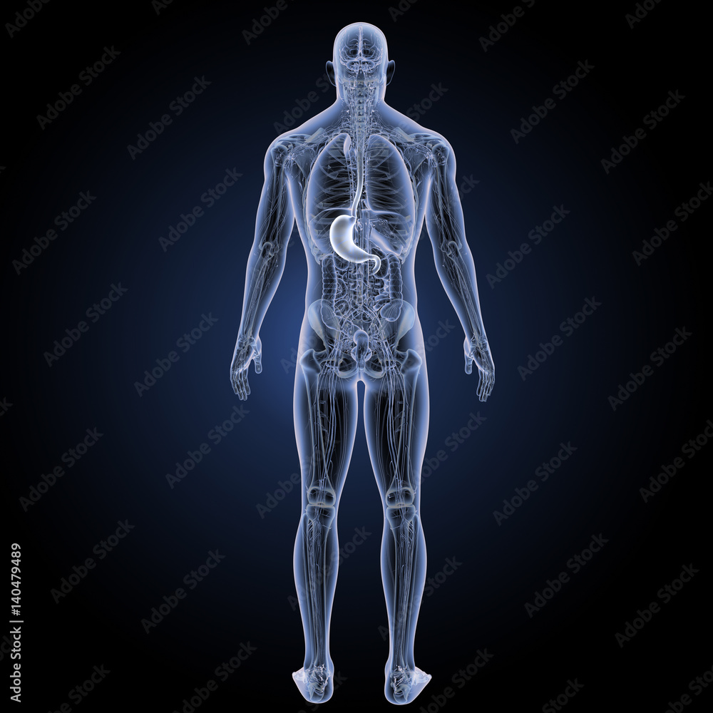 Stomach with anatomy posterior view Stomach with anatomy posterior view