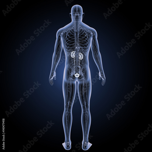 Urinary system with circulatory system posterior view