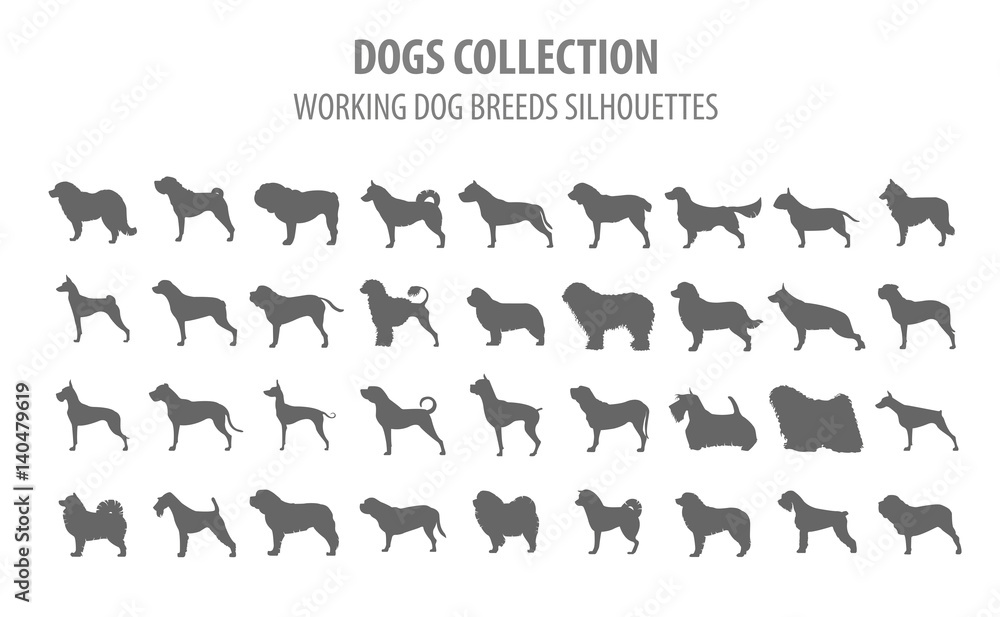 Working (watching) dog breeds collection isolated on white. Flat style