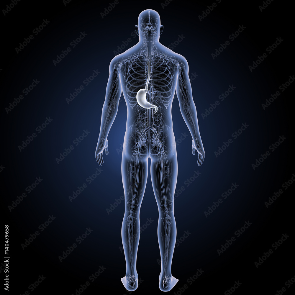 Stomach with circulatory system posterior view. Stomach with circulatory system posterior view.