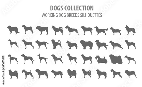 Working (watching) dog breeds collection isolated on white. Flat style
