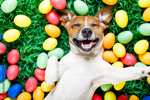 easter bunny dog with eggs selfie © Javier brosch
