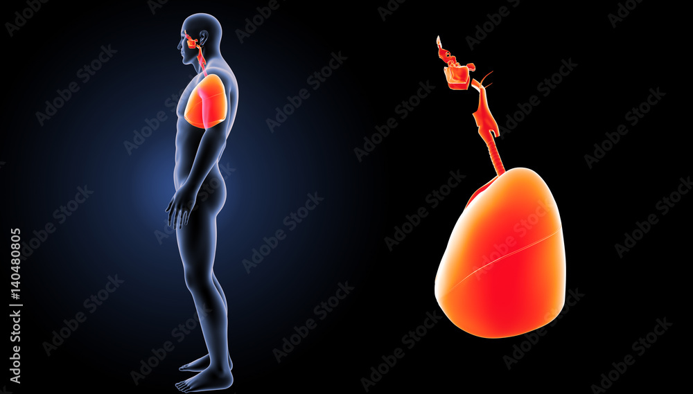 Obraz premium Respiratory system zoom with body lateral view