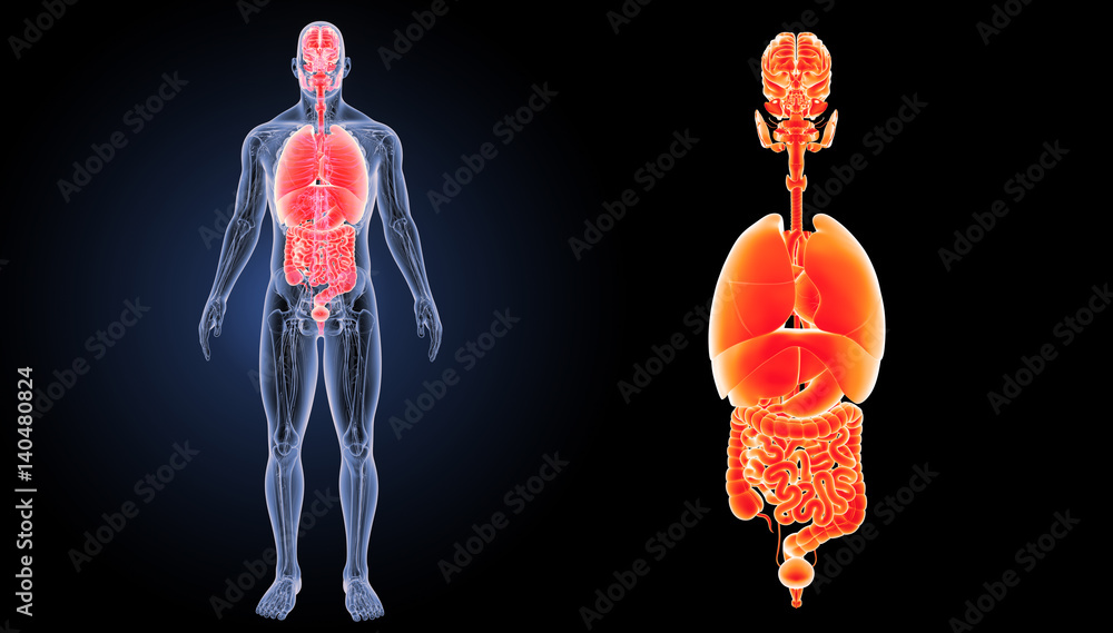 Fototapeta premium Organs zoom with anatomy anterior view