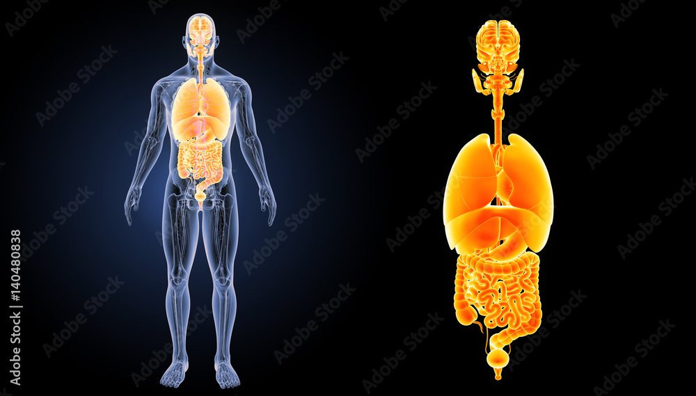 Fototapeta premium Organs zoom with anatomy anterior view