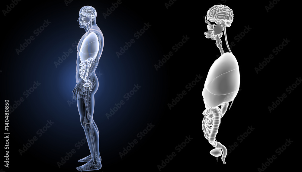 Fototapeta premium Organs zoom with anatomy lateral view