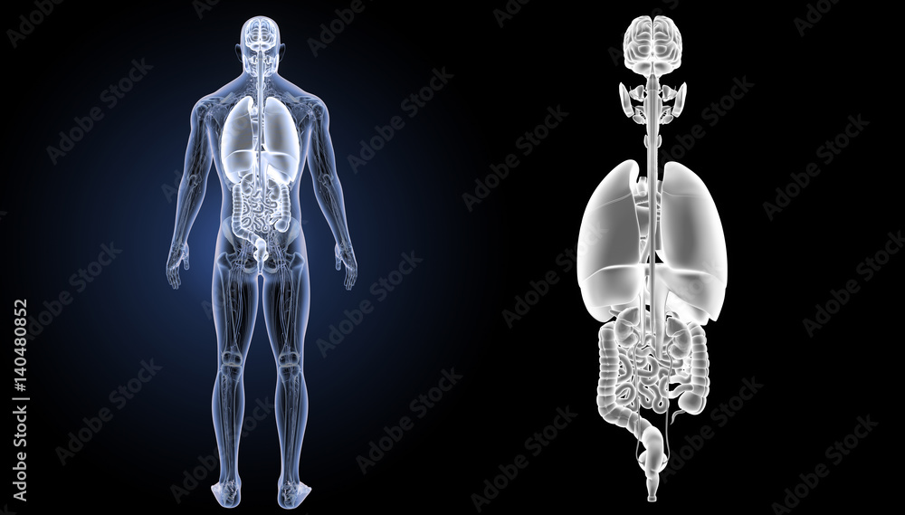 Fototapeta premium Organs zoom with anatomy posterior view