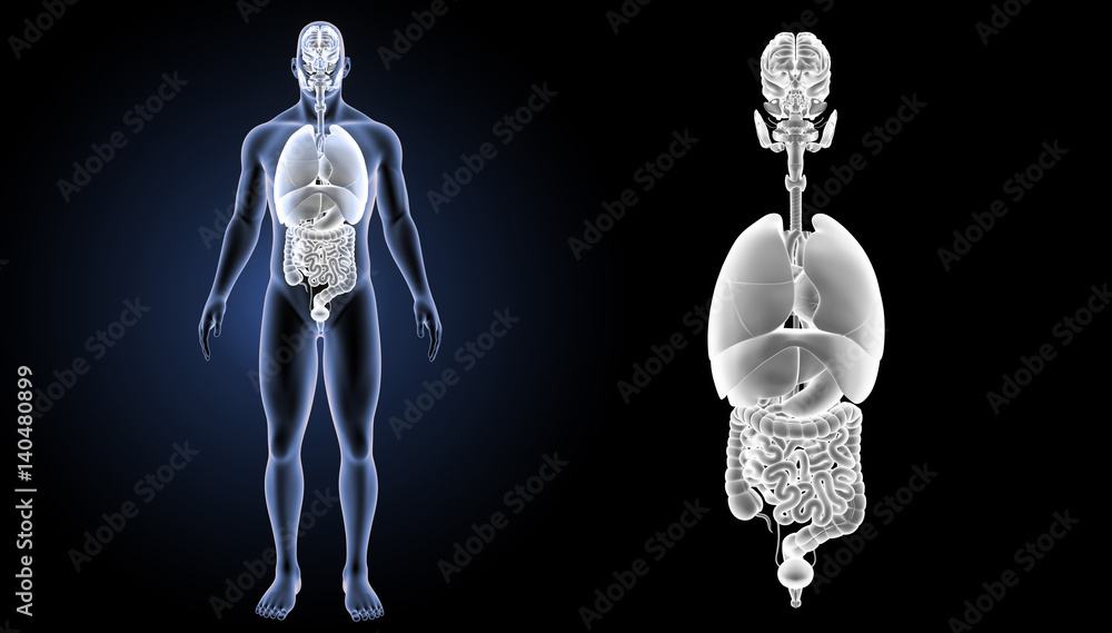 Naklejka premium Organs zoom with body anterior view