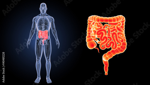 Intestine zoom with anatomy anterior view