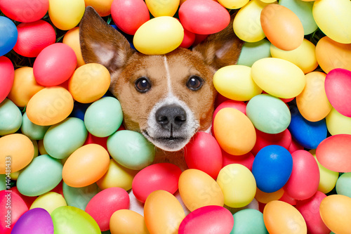 easter bunny dog with eggs © Javier brosch