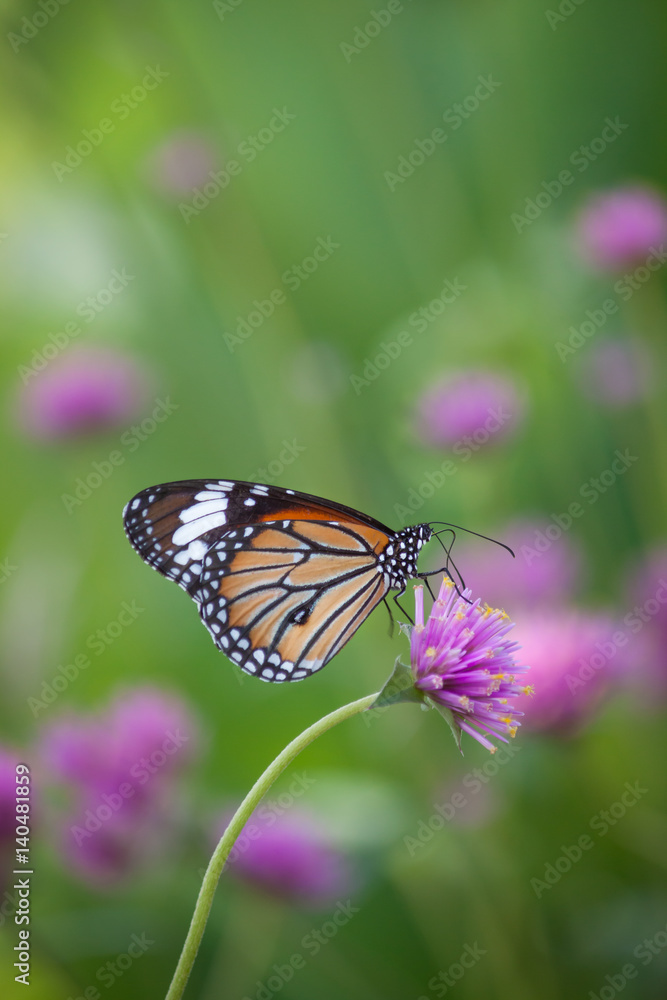 Butterfly flower and beautiful nature. Butterfly flower and beautiful nature.