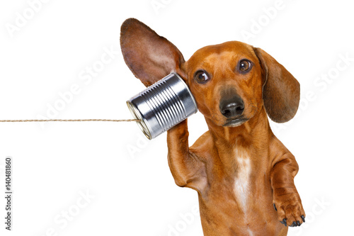 Fotografi dog on the phone listening carefully