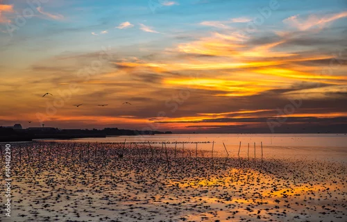 Obraz Sylwetka niektóre mewa, które latają nad lasów namorzynowych z ciepłym tonem nieba.