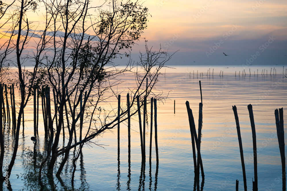 Silhouette of line of fence in the mangrove forest.