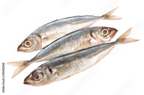 horse mackerel on a white background