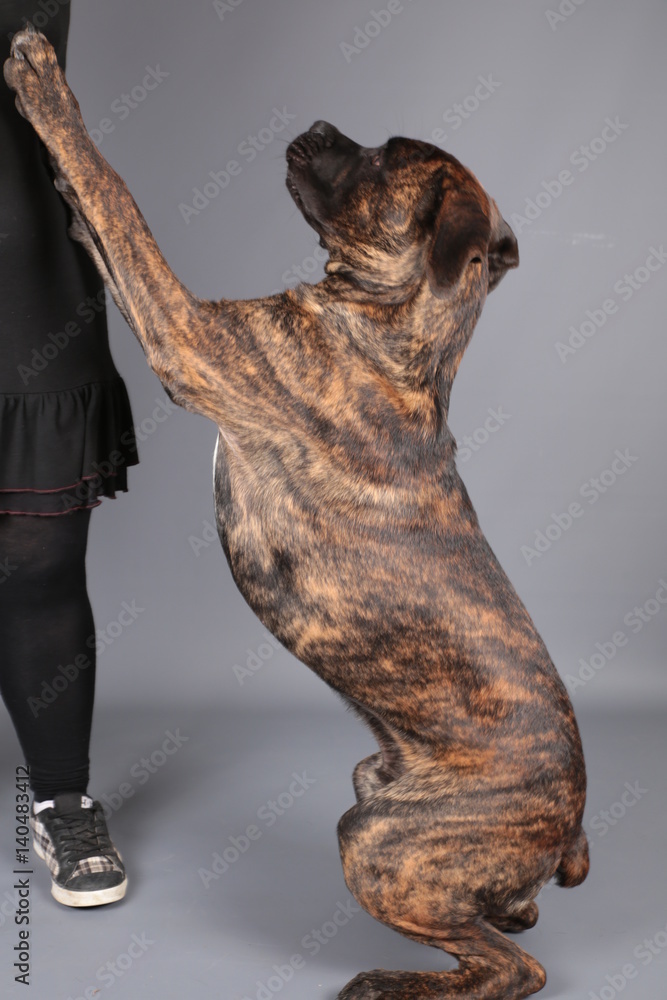 Obraz premium cane corso chien coquin qui joue avec sa maitresse