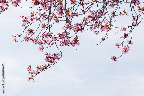cerisier fleur arbre printemps branche rose ensoleillement soleil saison photo