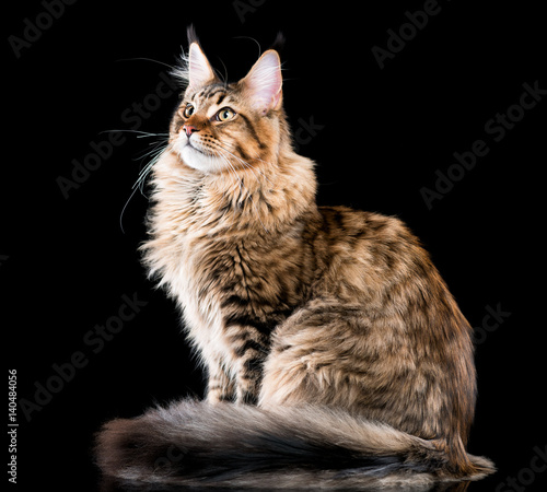 Fototapeta Naklejka Na Ścianę i Meble -  Portrait of domestic black tabby Maine Coon kitten. Fluffy kitty on black background. Studio shot beautiful curious young cat looking away.