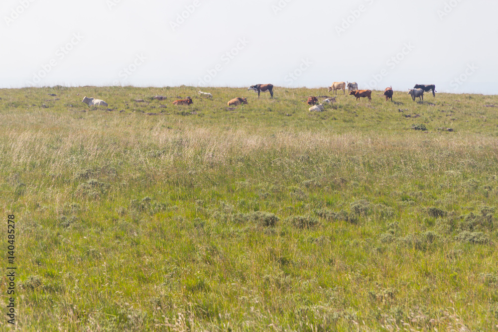 Herd at Fortaleza Canyon Herd at Fortaleza Canyon