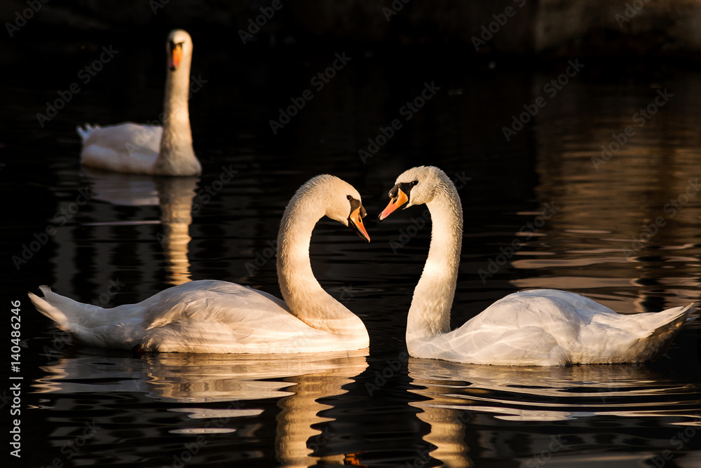 Fototapeta premium Swans in the water